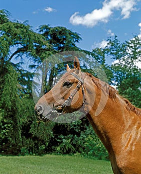 Selle Francais Horse, Adult