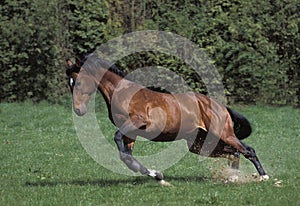 Selle Francais Horse, Adult Galloping