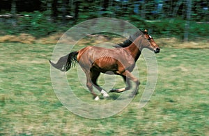 Selle Francais Horse, Adult Galloping through Meadow