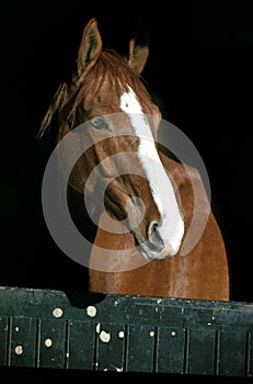 SELLE FRANCAIS HORSE, ADULT STANDING IN HORSE BOX