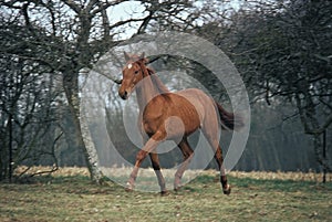 SELLE FRANCAIS photo