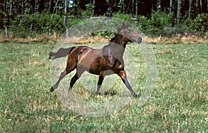 Selle Francais Horse Galloping through Paddock