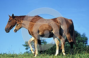 SELLE FRANCAIS HORSE, MARE WITH FOAL