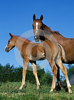 SELLE FRANCAIS HORSE, MARE WITH FOAL