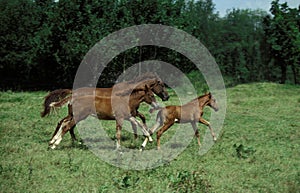 Selle Francais Horse, Mare with Foals Galloping