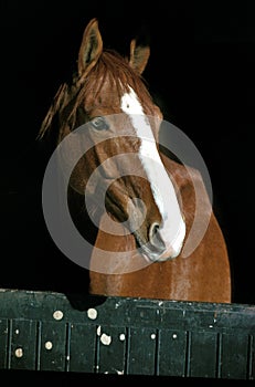 SELLE FRANCAIS photo