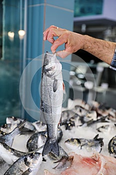 The seller holds in his hand fresh European seabass or Dicentrarchus labrax, lavpaki in the greek fish shop.