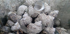 Sellfish beautifull from karang paranje beach garut