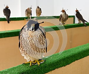 Selling falcons in Waqif Souq market in Doha, Qatar