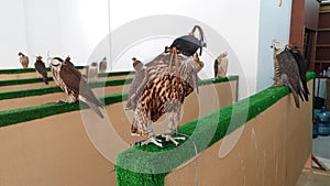 Selling falcons in Waqif Souq market in Doha, Qatar