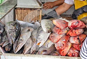 Selling fish in the market. Close-up. Ecuador.