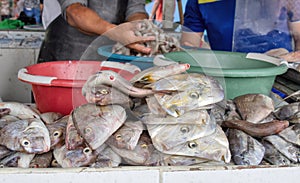 Selling fish in the market. Close-up. Ecuador. photo