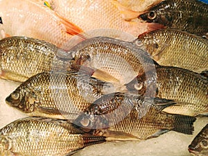 Selling fish in the market on white background In the supermarket. food