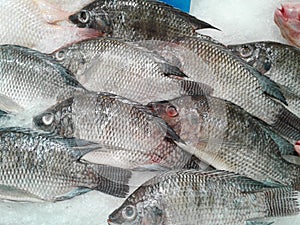 Selling fish in the market on white background In the supermarket. food