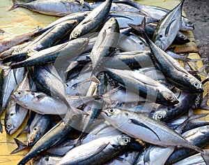 Selling fish at rural market in Southern Vietnam