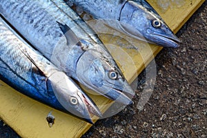 Selling fish at rural market in Southern Vietnam