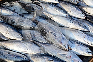 Selling fish at rural market in Southern Vietnam