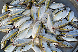 Selling fish at rural market in Southern Vietnam