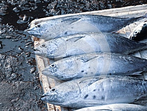 Selling fish at rural market in Southern Vietnam