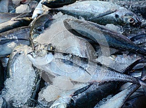 Selling fish at rural market in Southern Vietnam