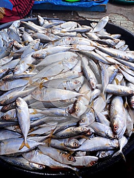 Selling fish in traditional markets