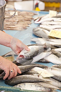 Selling fresh fish on Mediterranean fish market