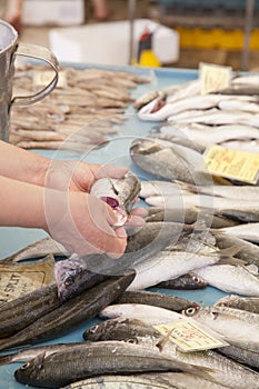 Selling fresh fish on Mediterranean fish market