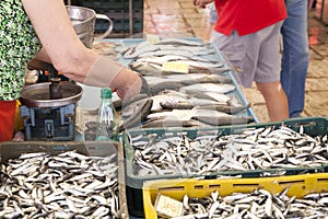 Selling fresh fish on Mediterranean fish market