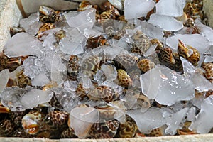 Selling fresh seafood fish on the tourist attraction local market in Jimbaran, Bali Island, Indonesia. Delicious shells. Selling