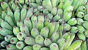 Selling organic green bananas to world markets. Useful properties of young green bananas photo
