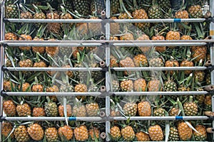 Pineapple apple stock photo in the fresh market. photo
