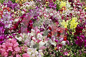 Selling of seedlings of multicolored flowers snapdragons