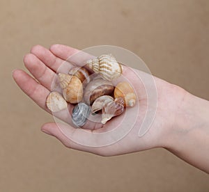 She sells sea shells