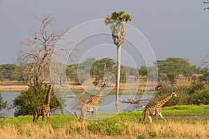 Selous giraffe