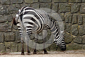 Selous' zebra photo