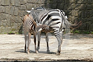 Selous' zebra photo