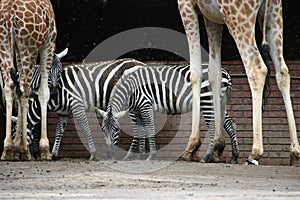 Selous' zebras and Rothschild's giraffes