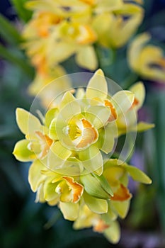 Selrcted garden orchid flower for decor