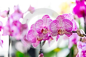 Selrcted garden orchid flower for decor