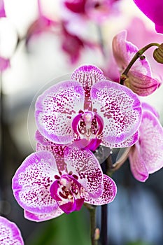 Selrcted garden orchid flower for decor