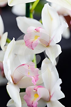 Selrcted garden orchid flower for decor