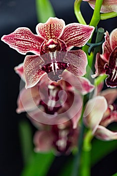 Selrcted garden orchid flower for decor photo