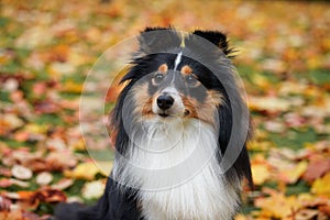 Seltie Shetland Sheepdogh autumn portrait