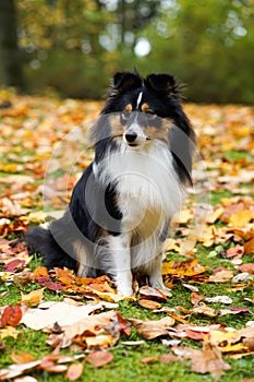 Seltie Shetland Sheepdogh autumn portrait