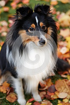 Seltie Shetland Sheepdogh autumn portrait