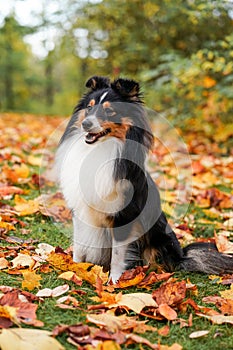 Seltie Shetland Sheepdogh autumn portrait