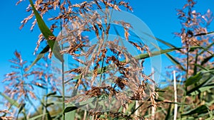 Selvatic cane with blue sky backgroun