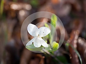 Selvatic white flower with drops of water