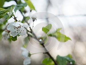 Selvatic white flower with drops of water