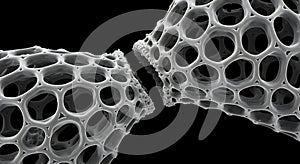 SEM view of porous microscopic skeleton